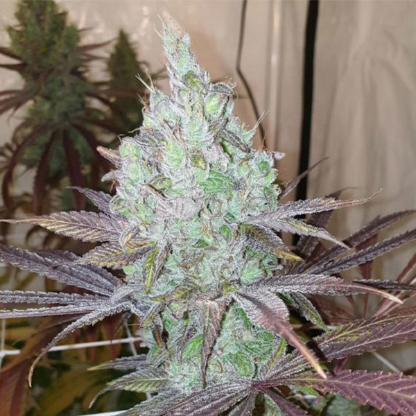 Now-N-Frutti-6-u-fem-Karma-Genetics.jpg Now N Frutti 6 donne Karma Genetics - immagine 1