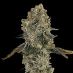 Obsession fem Gratefull Seeds