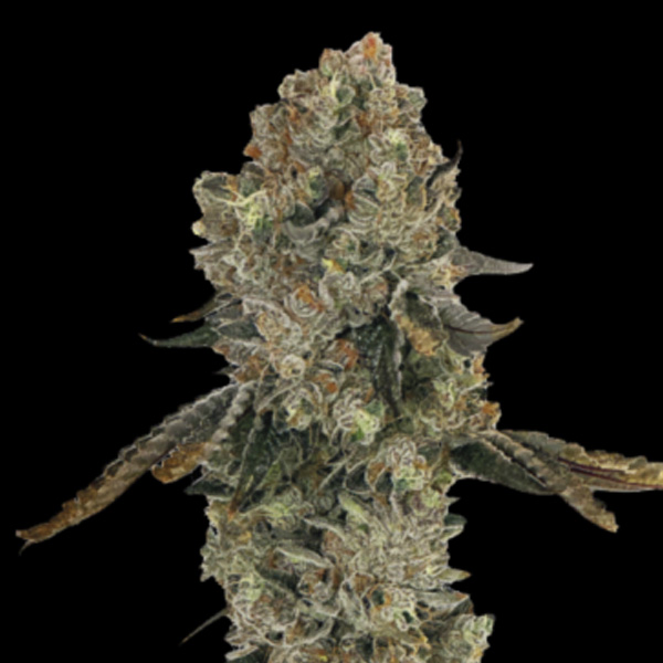 Obsession-3-u-fem-Gratefull-Seeds.jpg Obsession fem Gratefull Seeds - immagine 1