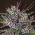 Oldtimer’s Haze 5 u Regolare Ace Seeds