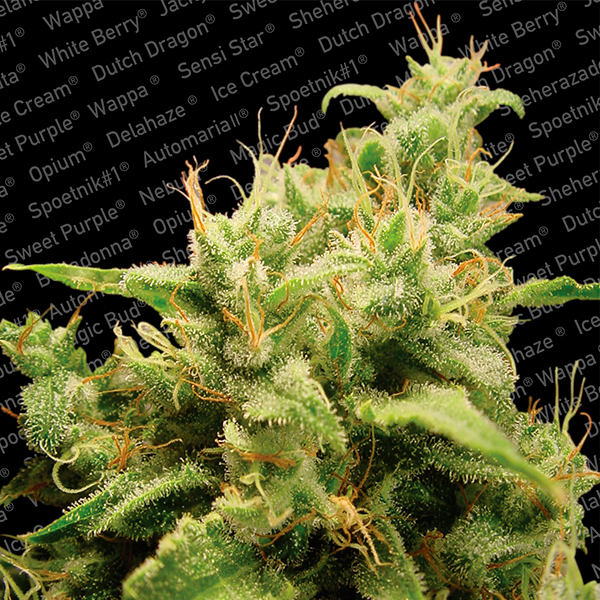 Opium-10-u-fem-Paradise-Seeds.jpg Opium fem. Paradise Seeds - immagine 1
