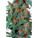 Orange Bud 10 u reg. Dutch Passion