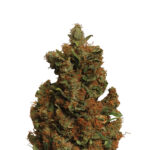 Orange Bud fem. Nirvana