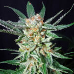 Orange Cinnamon Swirl 5 u G13 Labs