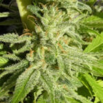 Orient Express 5 u Regolare Ace Seeds