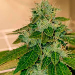 Original Cheese 6 u The Original Big Buddha Family Farms