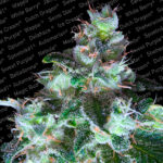 Originale White Widow fem. Paradise Seeds