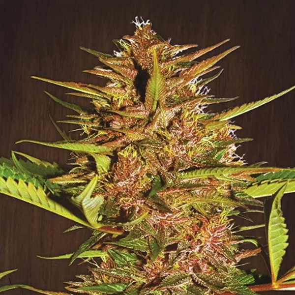 Pakistan-Chitral-Kush-5-u-Regular-Ace-Seeds.jpg Pakistan Chitral Kush 5 u. Regolare Ace Seeds - immagine 1