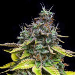 Papaya Cooler fem Edizione limitata Grateful Seeds