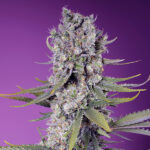 Papaya Zoap F1 Fast Versione u fem. Sweet Seeds