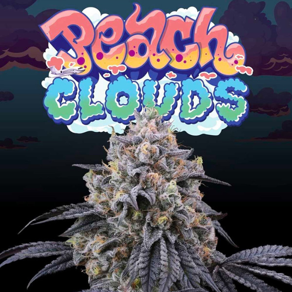 Peach-Clouds-6-u-fem-Perfect-Tree.jpg Peach Clouds 6 femmine Perfect Tree - immagine 1