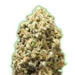 Pebbles 3 donne Monster Genetics