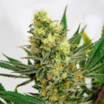Pineapple Amnesia (femminile) Garden of Green Seeds