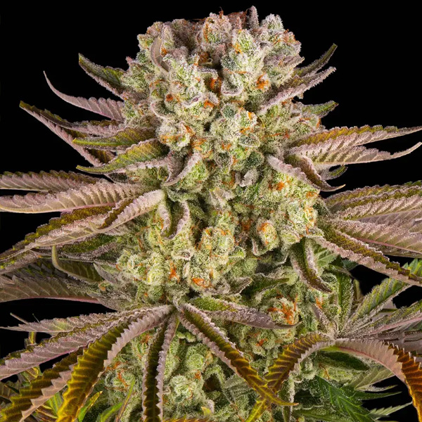 Pineapple-Express-1-u-fem-Barneys.jpg Pineapple Express donna Barney's - immagine 1