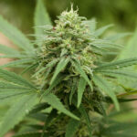 Pineapple Express #2 5 u G13 Labs
