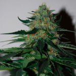 Pineapple Gum (femminili) Black Skull Seeds