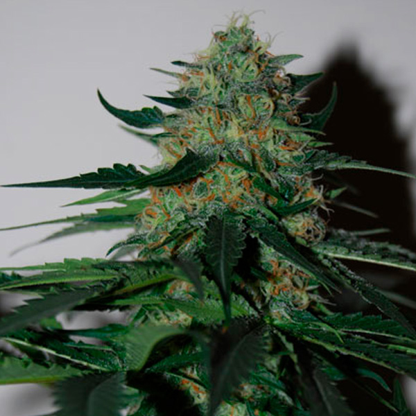 Pineapple-Gum-3-u-fem-Black-Skull-Seeds.jpg Pineapple Gum (femminili) Black Skull Seeds - immagine 1
