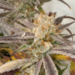 Pink Crumble 6 donne Karma Genetics