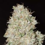 Pink Fritter 6 donne Karma Genetics