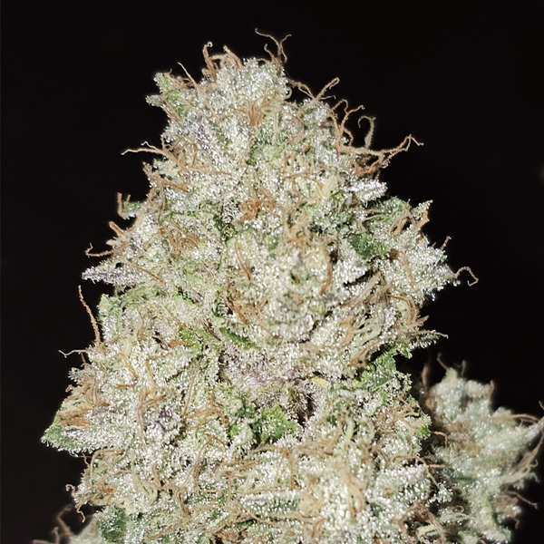 Pink-Fritter-6-u-fem-Karma-Genetics.jpg Pink Fritter 6 donne Karma Genetics - immagine 1