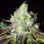 Pink Paletas 6 donne Karma Genetics
