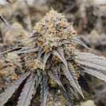 Pink Payton 6 donne Karma Genetics