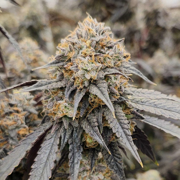 Pink-Payton-6-u-fem-Karma-Genetics.jpg Pink Payton 6 donne Karma Genetics - immagine 1
