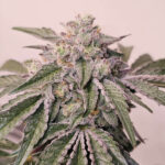 Pink Pie 6 donne Karma Genetics