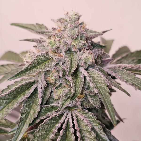 Pink-Pie-6-u-fem-Karma-Genetics.jpg Pink Pie 6 donne Karma Genetics - immagine 1