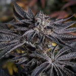 Pink Sherb 6 donne Karma Genetics