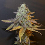 Planet Express Bask Triangle Farms
