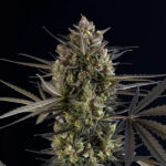 Pound Cake Auto femmina FastBuds Seeds