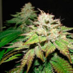 Pre-98 Bubba 6 femmine The Cali Connection