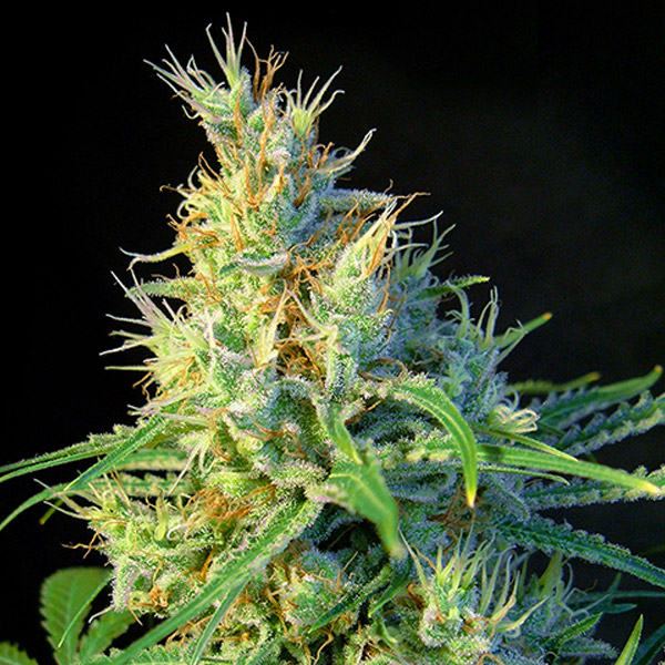 Psicodelicia-31-uds-fem-Sweet-Seeds.jpg Psicodelicia u fem. Sweet Seeds - immagine 1