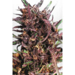 Purple n. 1 - 10 u reg. Dutch Passion