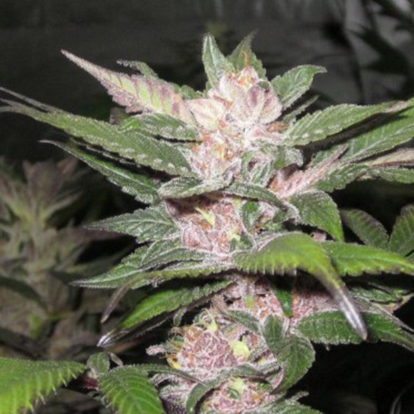 Purple-Chem-6-u-fem-The-Cali-Connection.jpg Purple Chem 6 u fem. The Cali Connection - immagine 1