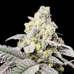 Purple Cherry Ripple fem Elev8 Seeds