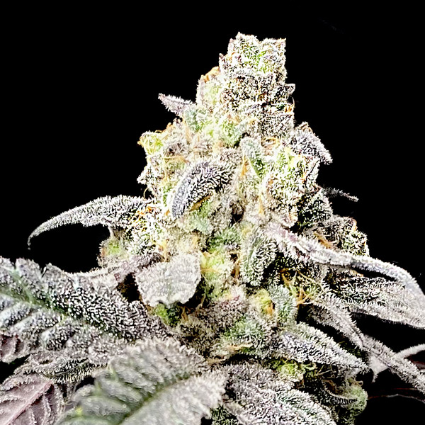 Purple-Cherry-Ripple-3-ud-fem-Elev8-Seeds.jpg Purple Cherry Ripple fem Elev8 Seeds - immagine 1