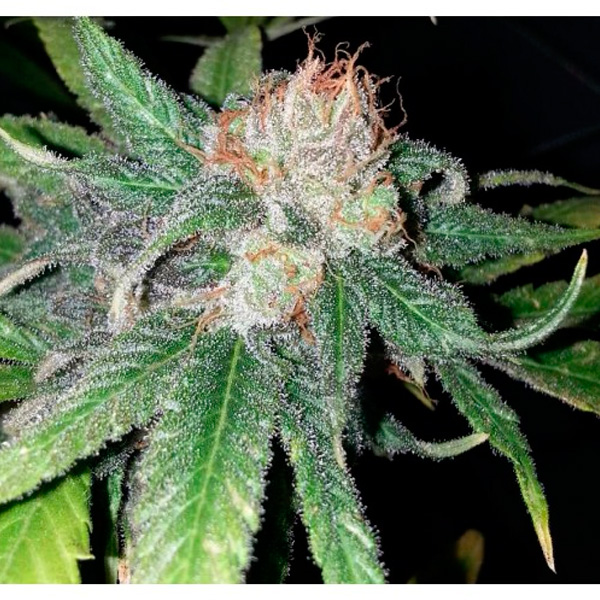 Purple-Crack-6-u-fem-The-Cali-Connection.jpg Purple Crack 6 u fem. The Cali Connection - immagine 1