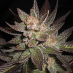Purple Haze 5 u G13 Labs