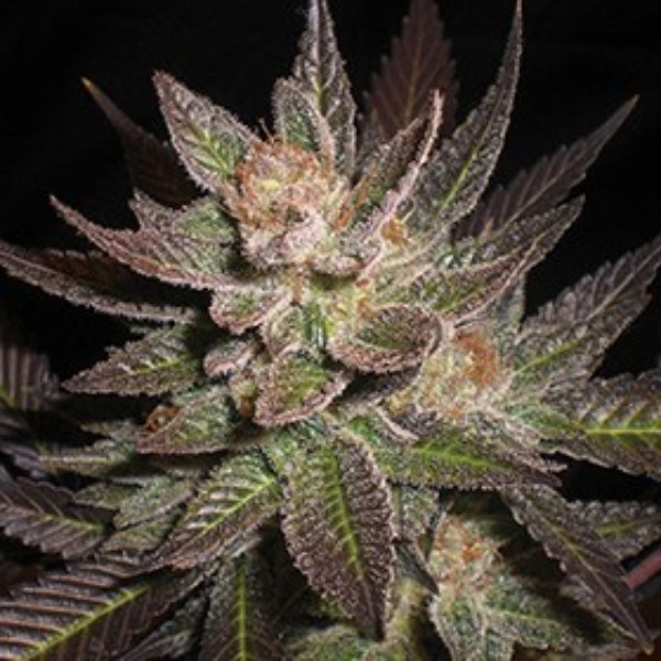 Purple-Haze-5u-G13-Labs.jpg Purple Haze 5 u G13 Labs - immagine 1