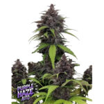 Purple Haze Auto femmina FastBuds Seeds