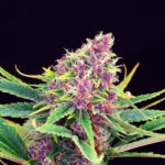 Purple Kush femmina Kannabia Seeds