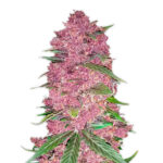 Purple Lemonade Auto femmina FastBuds Seeds