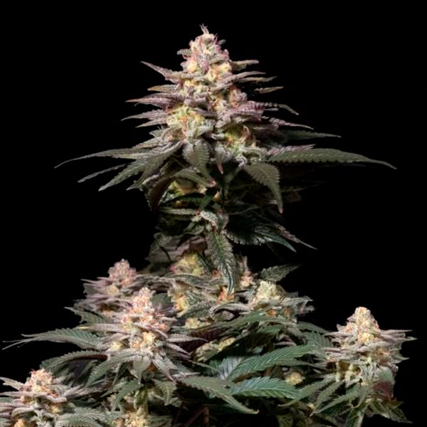 Purple-Lemonade-Fast-Flowering-1-u-fem-FastBuds-Seeds.jpg Purple Lemonade Fast Flowering femmina FastBuds Seeds - immagine 1