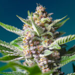 Purple Punch OG , versione femminile, sfusa, per professionisti Sweet Seeds