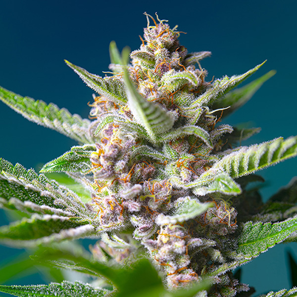Purple-Punch-OG-31-u-fem-Sweet-Seeds.jpg Purple Punch OG u fem. Sweet Seeds - immagine 1