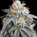 Purple Punch S1 - , femmina Elev8 Seeds