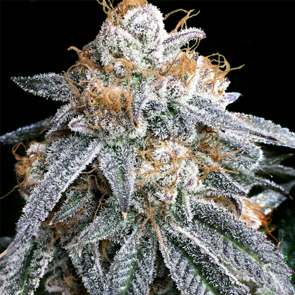 Purple-Punch-S1-3-ud-fem-Elev8-Seeds.jpg Purple Punch S1 - , femmina Elev8 Seeds - immagine 1