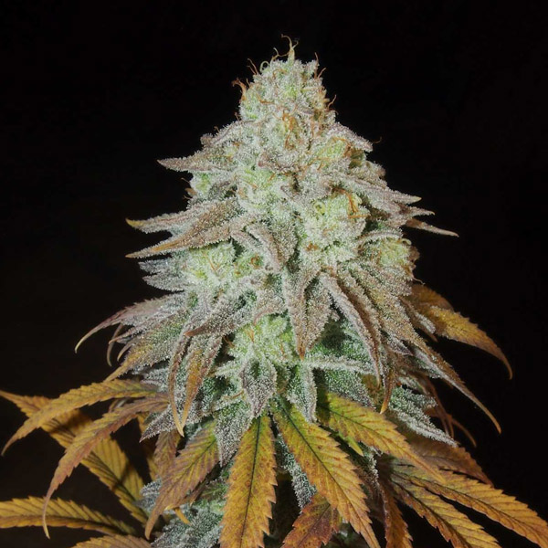 RM-Confidential-3-u-fem-Grateful-Seeds.jpg RM Confidential 3 donne Grateful Seeds - immagine 1